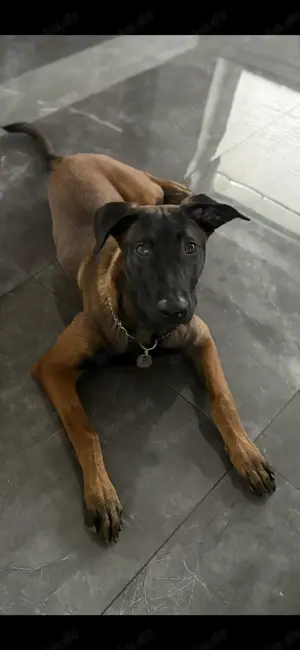    Malinois-Rüde  Ates , 7 Monate jung, sucht ein liebevolles Zuhause 