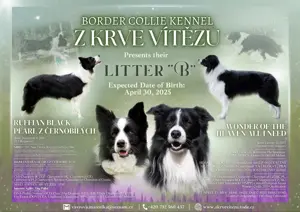Border collie 