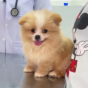 Pomeranian Welpen
