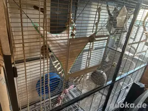 Vogelkäfig, mit zubehör 