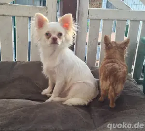2 Chihuahua Welpen 5monate abzugeben