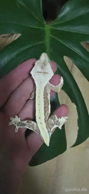 kronengecko Crested gecko 100% het axanthic lily white männchen 