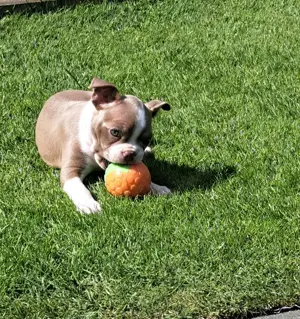 Reinrassige Boston Terrier Welpen mit Ahnentafel 