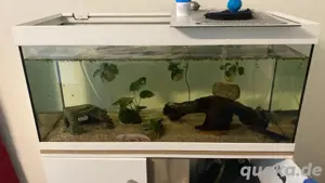 Gesamtpaket: Aquarium 200L mit 3 Axolotl + Außenfilter + Durchlaufkühler + Einrichtung