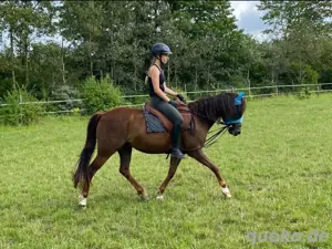 Ponystute, 11 Jahre alt, 1,40m.