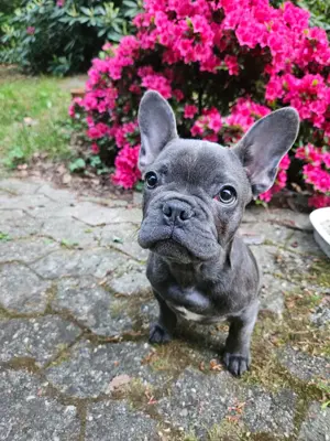 blue line französische Bulldogge