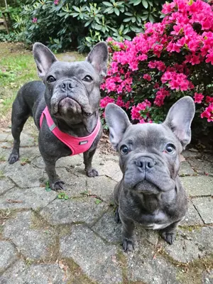 blue line französische Bulldogge Bild 7