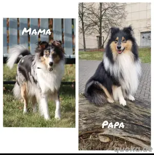 Collie Schnuten werden Juni erwartet.