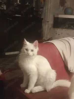 Maine Cone Türkisch Angora Mix Bild 3