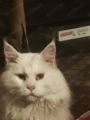 Maine Cone Türkisch Angora Mix Bild 6