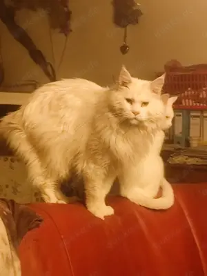 Maine Cone Türkisch Angora Mix Bild 4