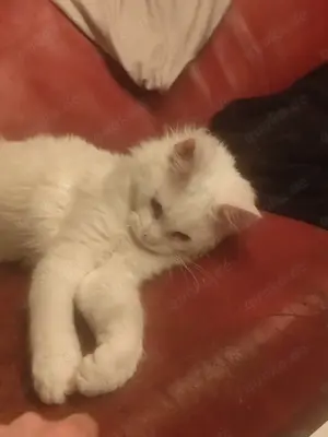 Maine Cone Türkisch Angora Mix Bild 5