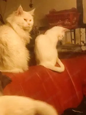 Maine Cone Türkisch Angora Mix Bild 7