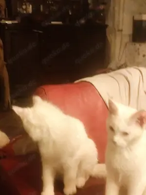 Maine Cone Türkisch Angora Mix Bild 8