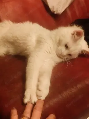 Maine Cone Türkisch Angora Mix Bild 10