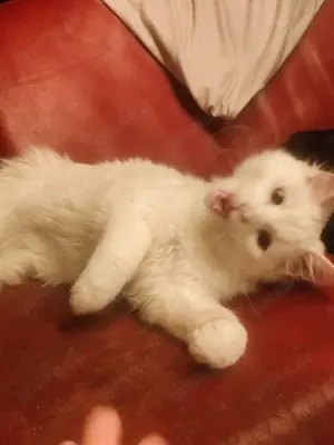 Maine Cone Türkisch Angora Mix Bild 9