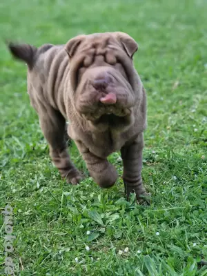Nur noch 2 Shar-Pei Welpen 