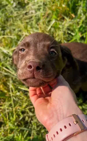 Labrador Welpen