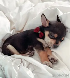 Chihuaha welpen