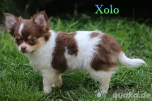 Chihuahua Langhaar Welpen 