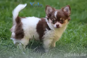 Chihuahua Langhaar Welpen 