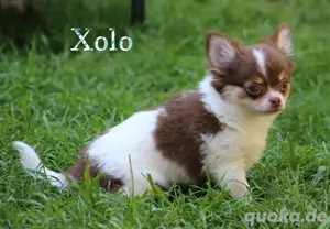 Bezaubernder Chihuahua Langhaar Welpen 