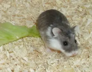 Roborowski Zwerghamster Weibchen, Hamster in Piebald-Blue