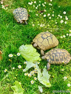 Adulte griechische Landschildkröten