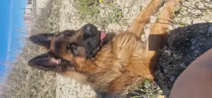 Deutsche Schäferhund 