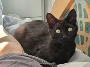  Milazo & Romana   Verschmustes Kittenpärchen sucht liebevolles Zuhause 