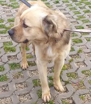 *TUGDIL* hier suchen wir Menschen mit Hundeerfahrung die mit dem Rüden lernen und üben