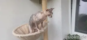 Sphynx sucht neues Zuhause