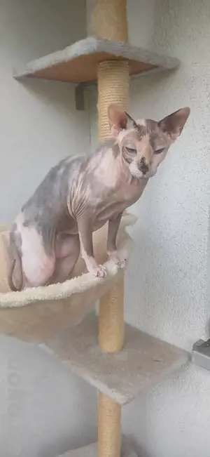 Sphynx sucht neues Zuhause