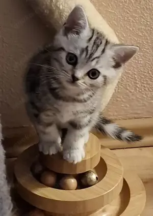 BKH kitten 