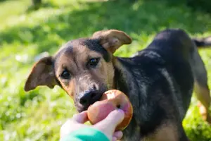 *STINA* ist sehr sozial. Sie liebt die menschliche Nähe und lernt und spielt sehr gerne. 
