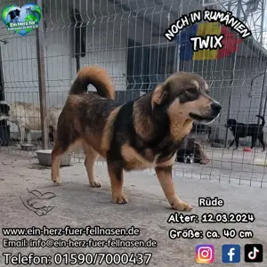 Auch Twix sucht seine Familie