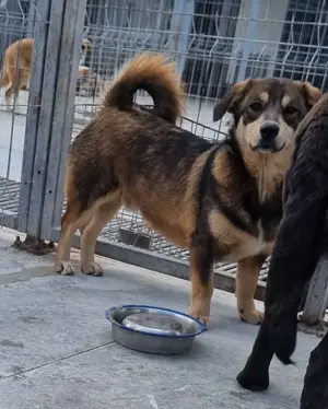 Auch Twix sucht seine Familie Bild 2