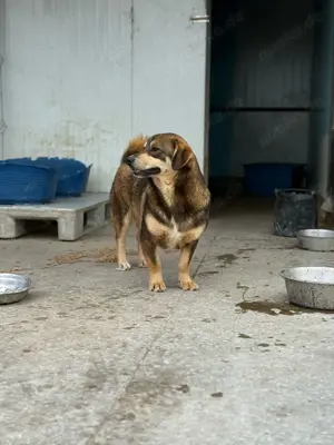 Auch Twix sucht seine Familie Bild 4