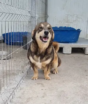 Auch Twix sucht seine Familie Bild 9