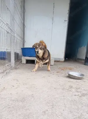 Auch Twix sucht seine Familie Bild 6