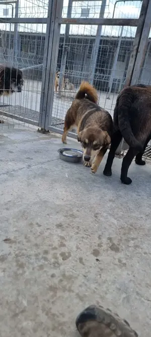 Auch Twix sucht seine Familie Bild 7