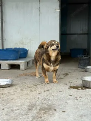 Auch Twix sucht seine Familie Bild 5