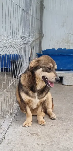 Auch Twix sucht seine Familie Bild 8