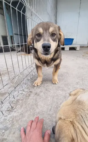 Auch Twix sucht seine Familie Bild 3