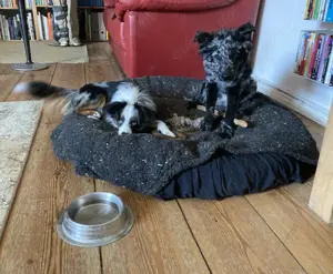 Außergewöhnliches Hundeduo