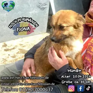 süße Maus Fiona sucht liebevolle Heimat