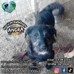 Junghündin Andra sucht Körbchen für immer 