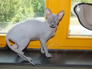 Canadian Sphynx Dame mit Stammbaum