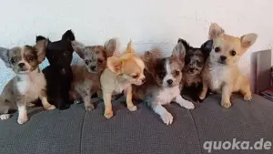 Liebe Chihuahua Welpen 