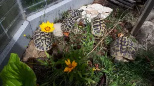 Biete Griechische Landschildkröten, weiblich  NZ 2021